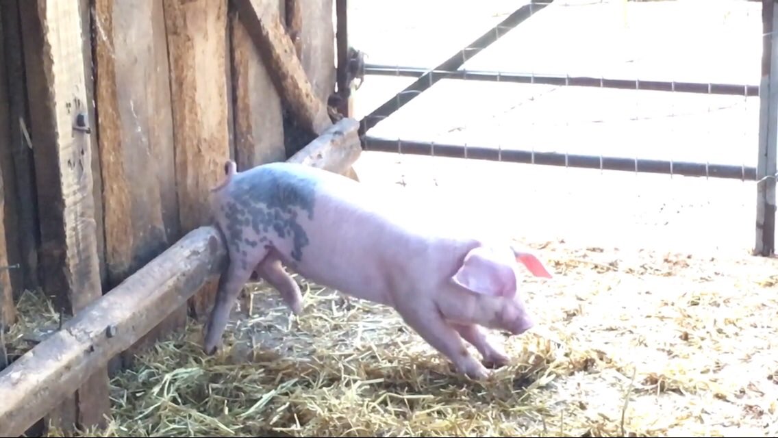 #FridayNight fun! Watch this funny pig video #itchybum #bum #itchy #YouTube #fun 
youtu.be/ZMPJy4r3afg