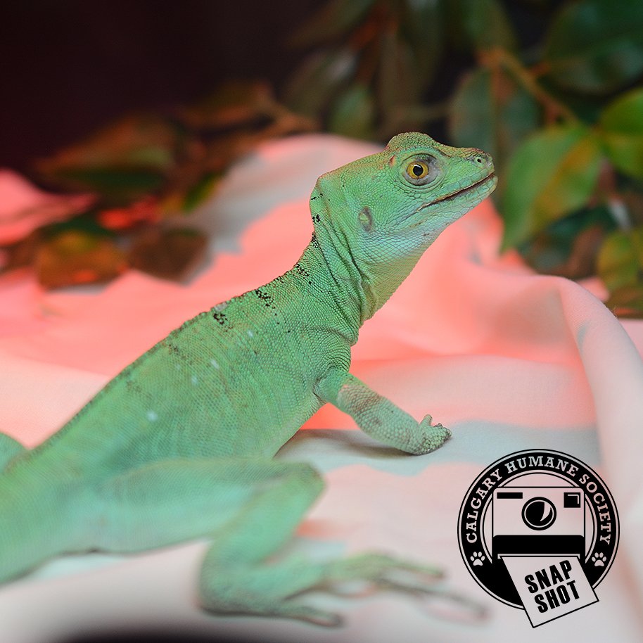 CalgaryHumane's tweet photo. Meet Bernadette! This super cool basilisk can't wait to find her new home. Learn more about our adoptable exotics at https://t.co/EjZqZiE44i https://t.co/auQeGxl2cZ