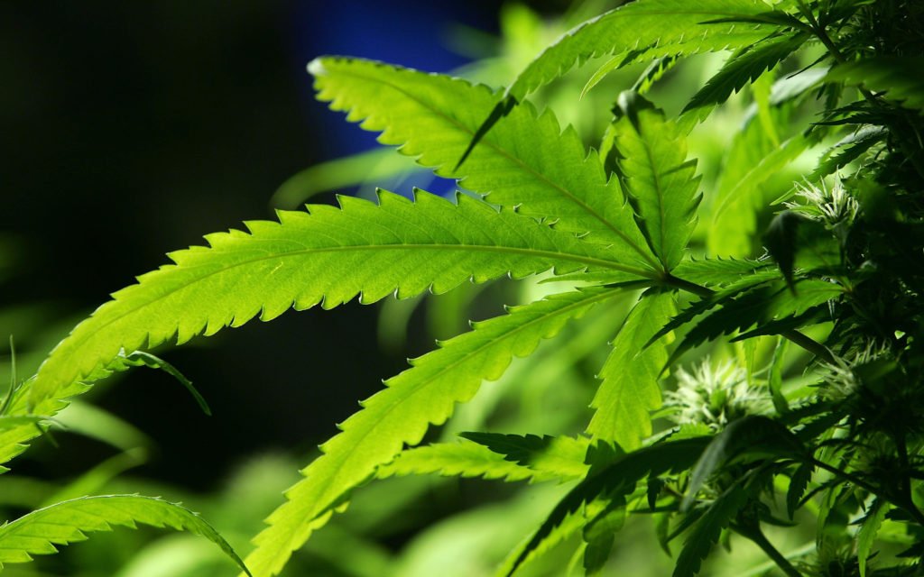 HIGH_TIMES_Mag's tweet photo. Morocco: Political Blow to Cannabis Legalization Effort. https://t.co/gh5Uz2xlfN https://t.co/FlEhYEsPr4