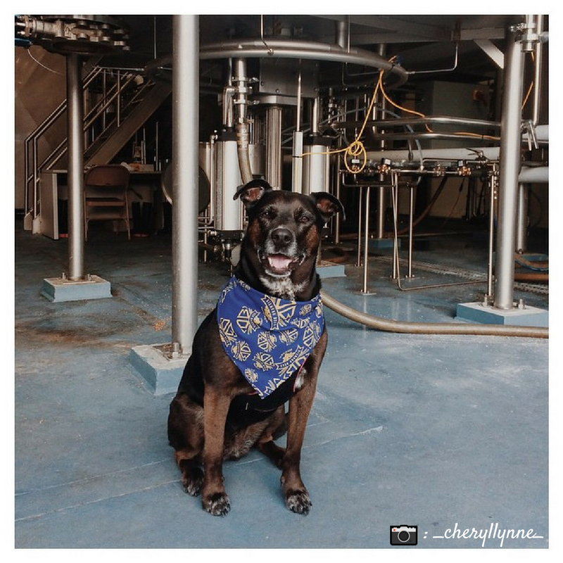 DiamondBearBeer's tweet photo. We hope you'll stop by this weekend and enjoy our PETio in celebration of #NationalDogDay on Saturday! #gooddog #beerinitsnaturalstate https://t.co/GmVz4TWPG0
