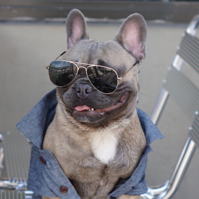 theproperpupper's tweet photo. #NewProfilePic #dogsinshades https://t.co/XqvK0FUrHQ