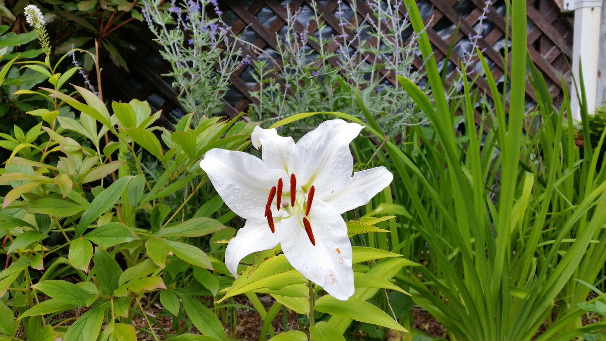 Garden surprise waiting and walking gardens and stumbled upon this <a href="/BrenHaas/">Bren Haas</a> <a href="/mainegardening/">Heather Davis</a> <a href="/BHG/">BetterHomes&Gardens</a>