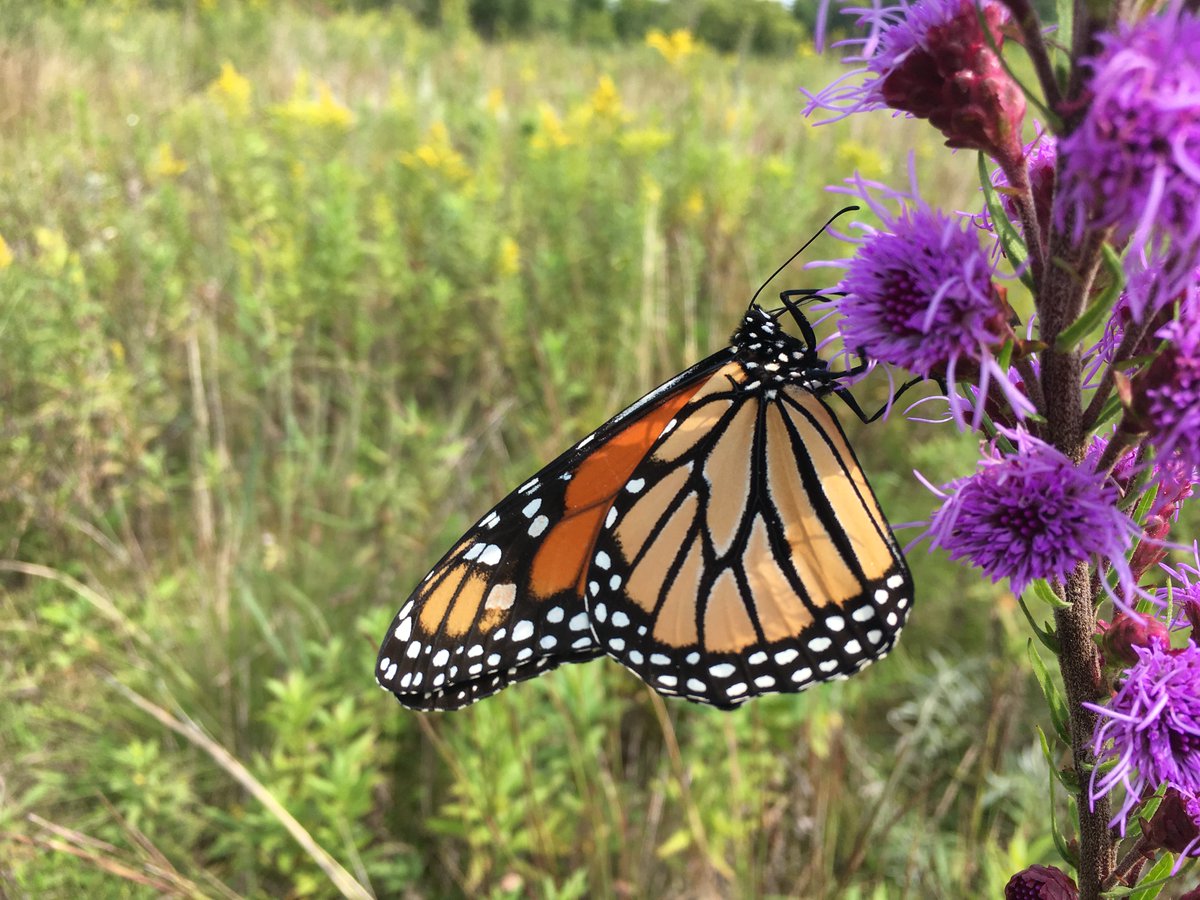Eco_Carls's tweet photo. The monarchs are out and about in the Arboretum today! #liatrisligulistylis #fieldwerk https://t.co/gV0RRBo0az