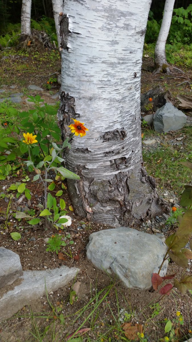 Native #Rubeckia #Maine #whatsblooming #naturephoto