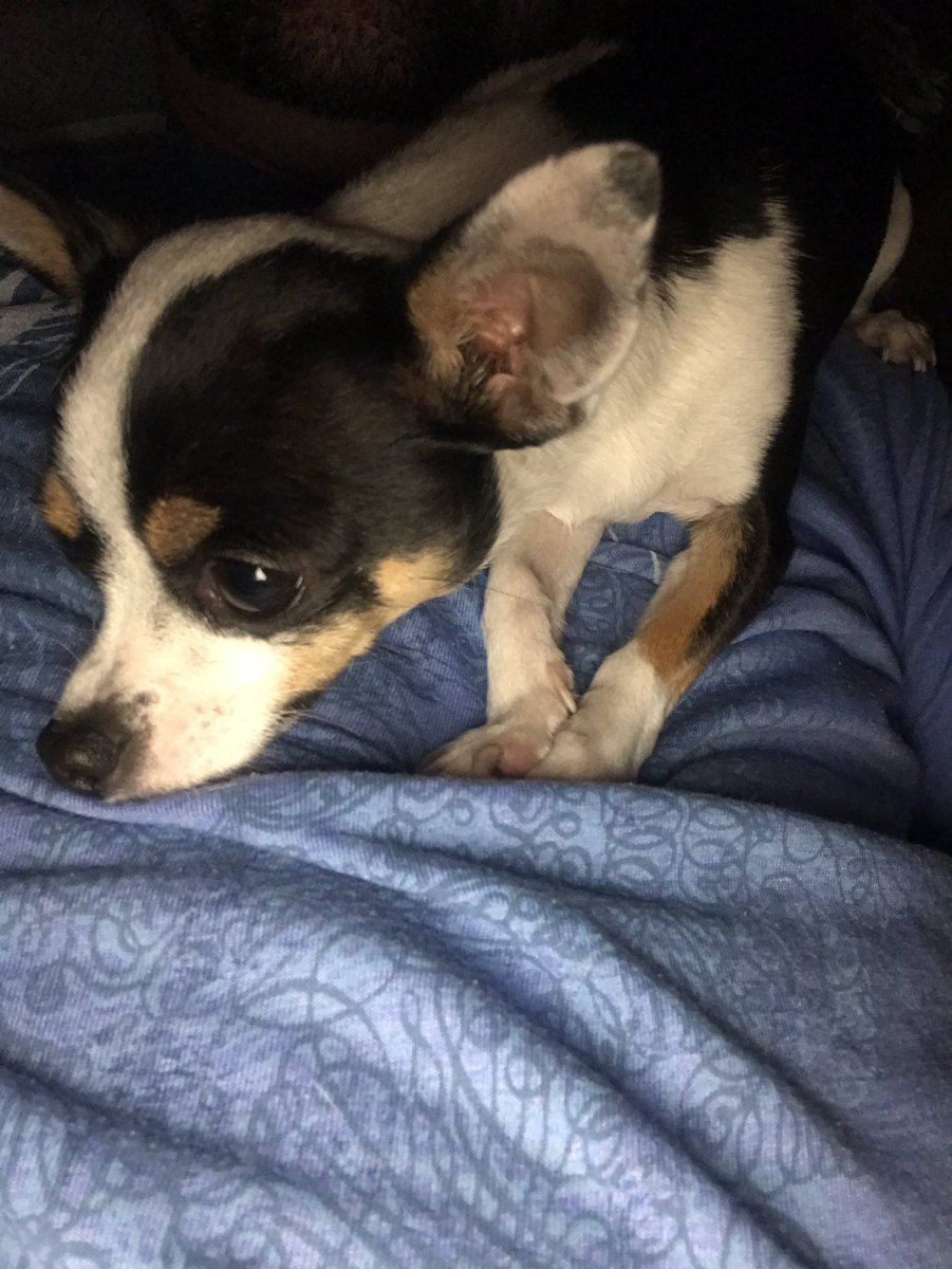 runNwine's tweet photo. Puppy cuddles on a Friday night!! https://t.co/YktDQye90O