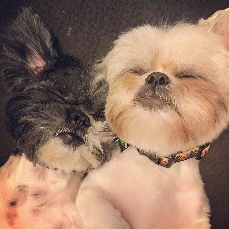 HayQueSaberlo's tweet photo. Todos los amantes de la raza shih tzu van a disfrutar mucho seguir a @ForeverShihtzu en Twitter, Facebook e Instagram 💜 #Perros #Pets https://t.co/98ZQBk1CHi