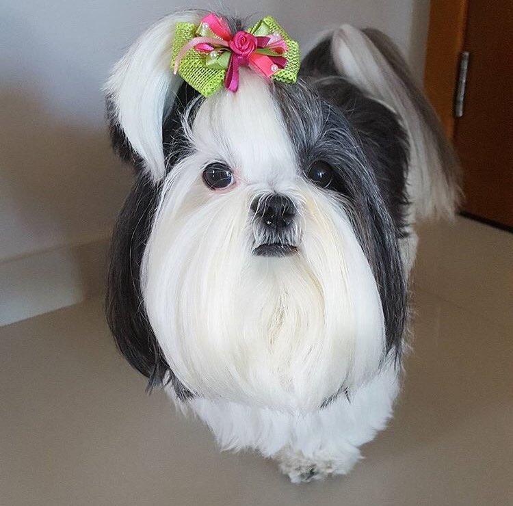 HayQueSaberlo's tweet photo. Todos los amantes de la raza shih tzu van a disfrutar mucho seguir a @ForeverShihtzu en Twitter, Facebook e Instagram 💜 #Perros #Pets https://t.co/98ZQBk1CHi