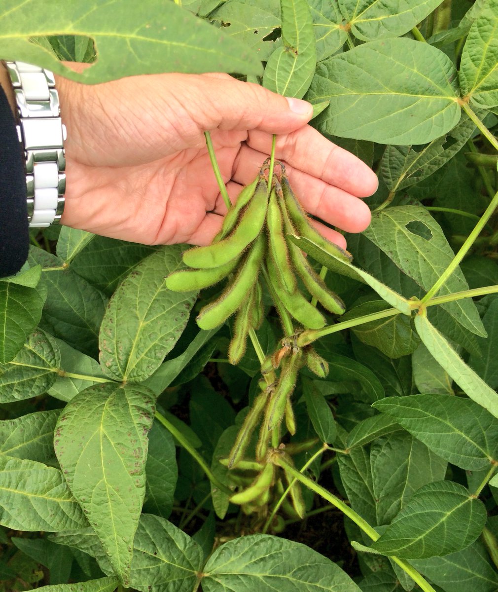 cgwils3's tweet photo. The #podcluster on these S0009-M2s have this first time bean grower looking like a pro! #4beanpod @SueSoybean @syngentacanada https://t.co/9ldbowvn7a