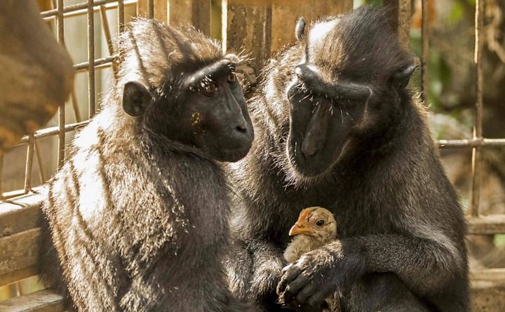 folha's tweet photo. Para terminar bem esta sexta: Macaca e frango vivem como 'mãe e filho' em zoológico de Israel https://t.co/gv34AfSXqr https://t.co/8UPRqefEBx