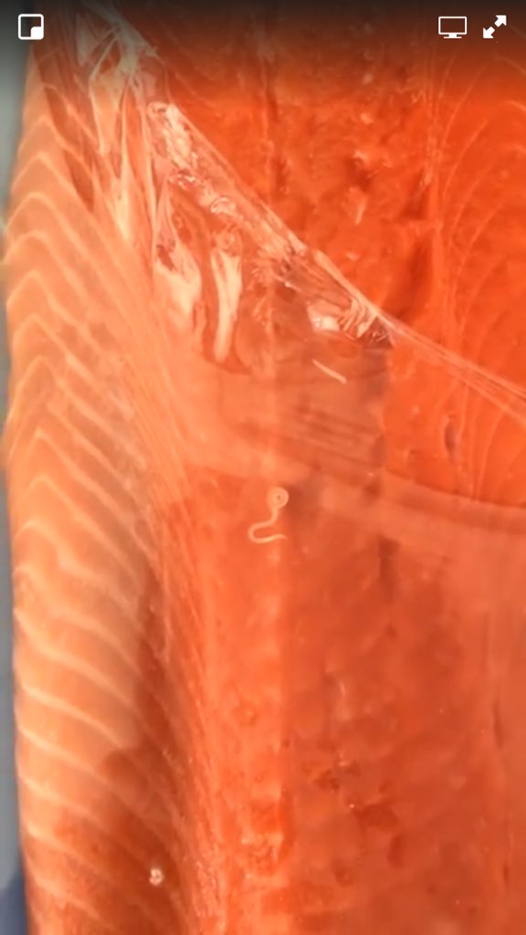 Angel Russell On Twitter Cayucos Mother Says She Found Worm In Salmon Bought At Slo Costco Story At Ksby 10 11p Https T Co Qzfrespwx8 Twitter