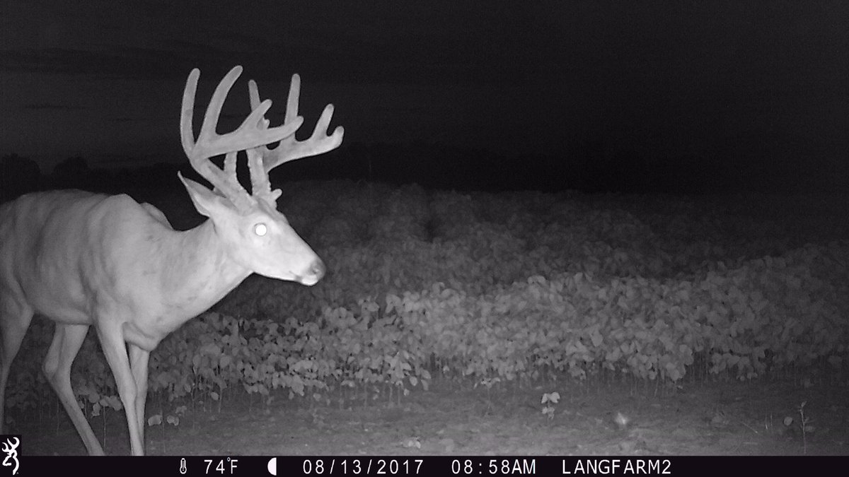The bucks are starting to show up!