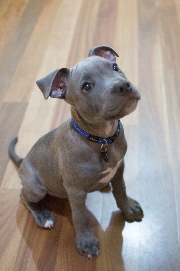 AimeBrewer's tweet photo. Babysitting this little pibble for the next few days. ❤️ https://t.co/oJclXY99AL