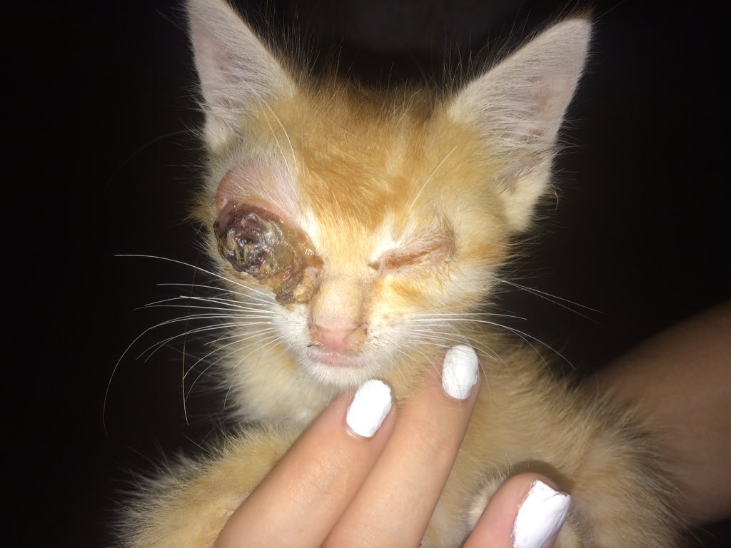 4ranyani's tweet photo. POR FAVOR NECESITO DIFUSIÓN, estos bebés lo necesitan 🙏🏽❤️ https://t.co/nV2MkgVkKm