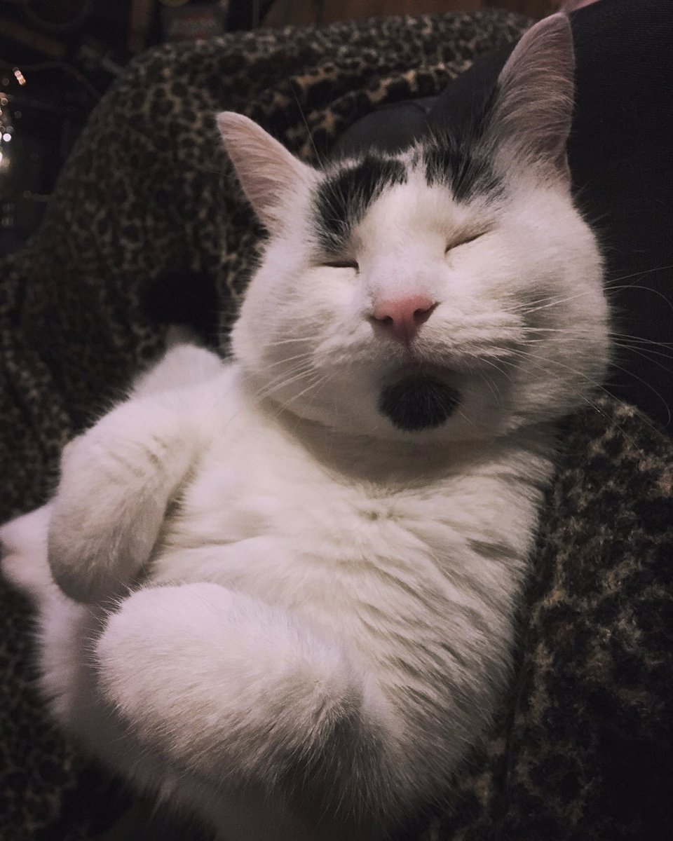joelneill's tweet photo. All tuckered out after a long day of yacking over the carpet. Good work bud. 🤢
#BrodyHellcat
#BokeySickcat https://t.co/2Xy00xYeyq