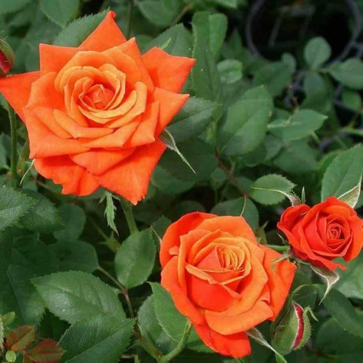 salinanishita's tweet photo. শুভ সকাল...................... https://t.co/W8kLcfeR3r