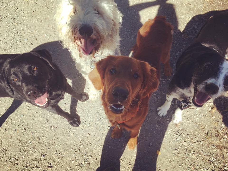 How cute are these guys?!? Everyone is waiting patiently for a treat :)