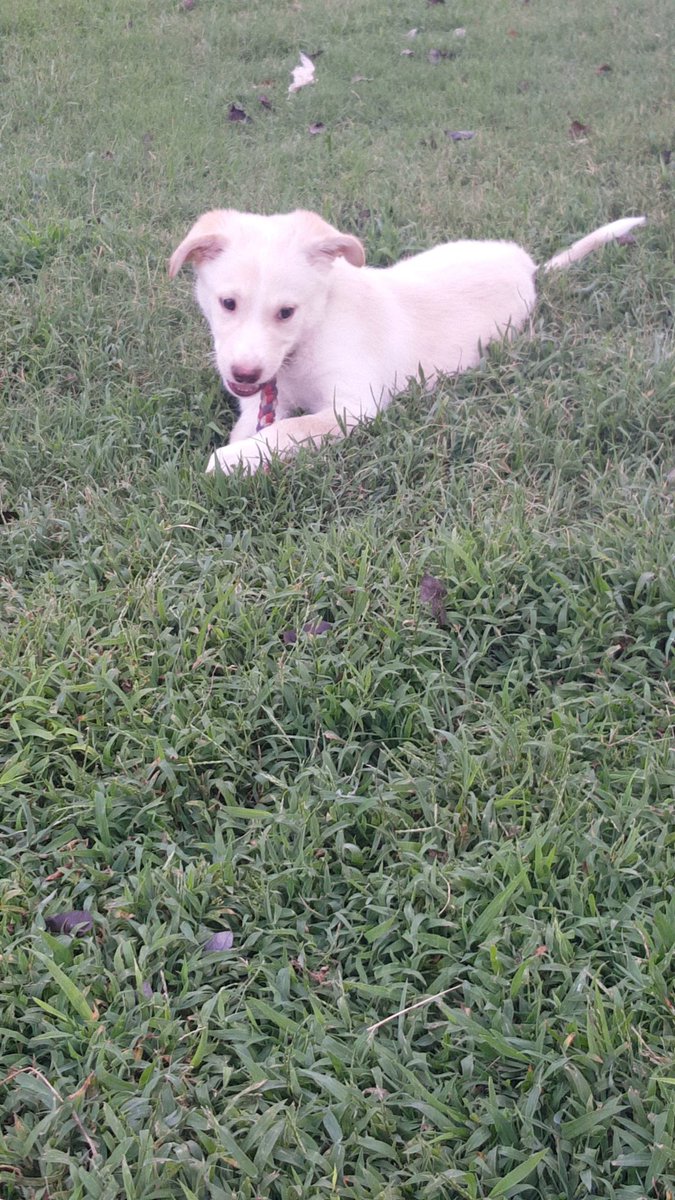 jvfd2180's tweet photo. Meet oliver https://t.co/W7JugDPQrB