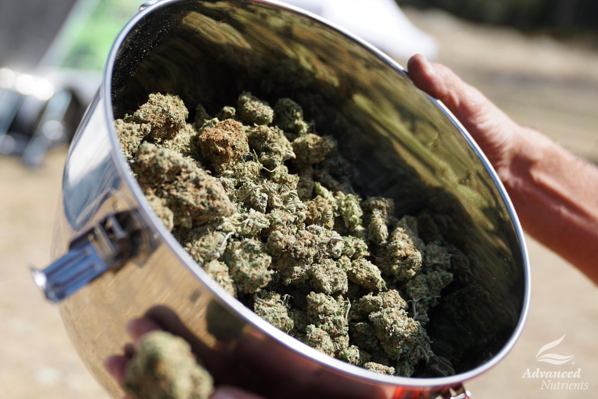 advancednutes's tweet photo. Visit our booth at the #LegendsValley @HIGH_TIMES_Mag #CannabisCup in Vancouver Island to score some free nutrients and plenty of free swag! https://t.co/PHi0qlC3mz