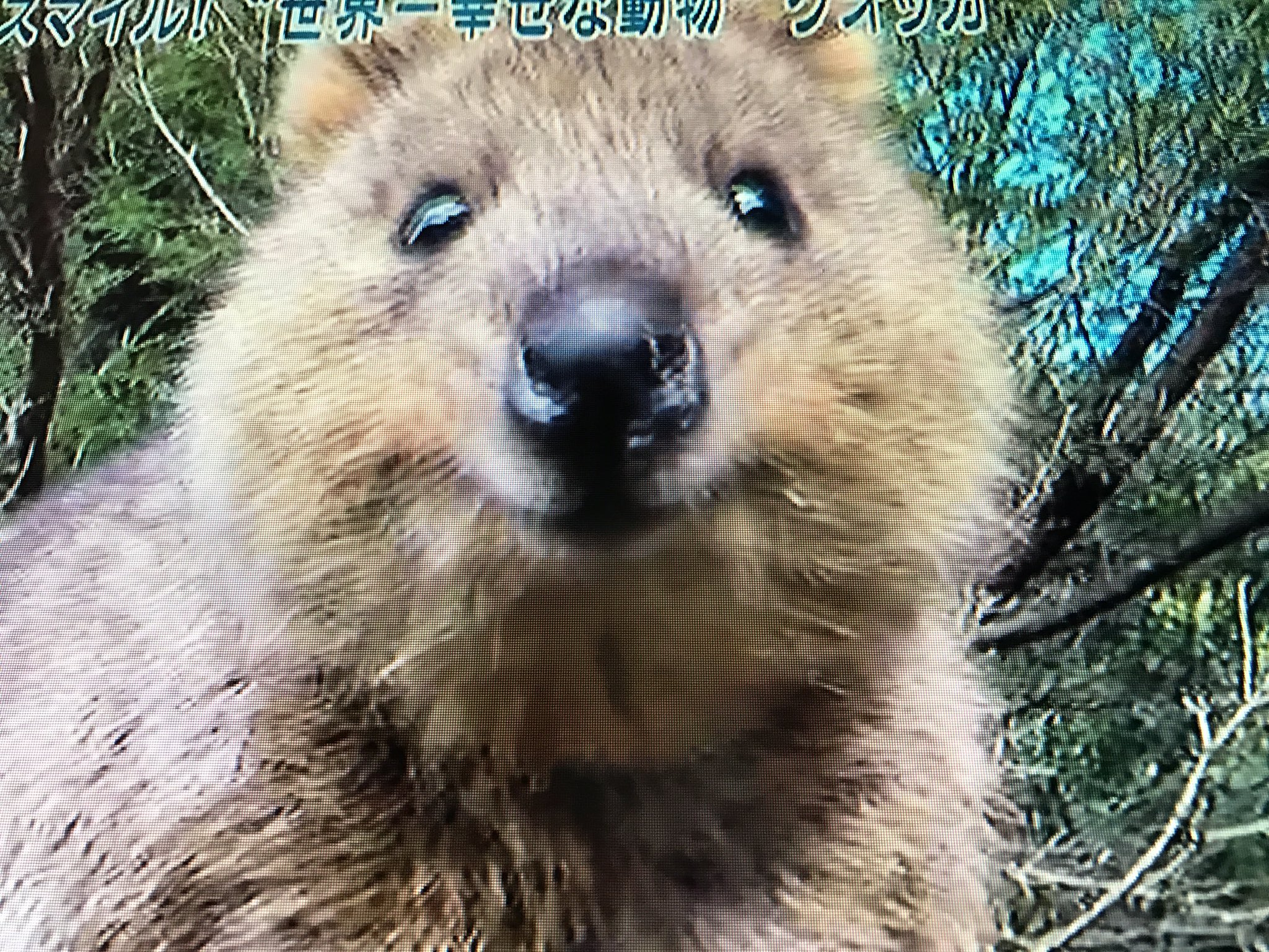 ほしの フジテレビ にじいろジーン 世界ピカイチ ツアー オーストラリア パース 世界一幸せな動物 クオッカ 可愛い クオッカ オーストラリアパース T Co Teu30vn997 Twitter