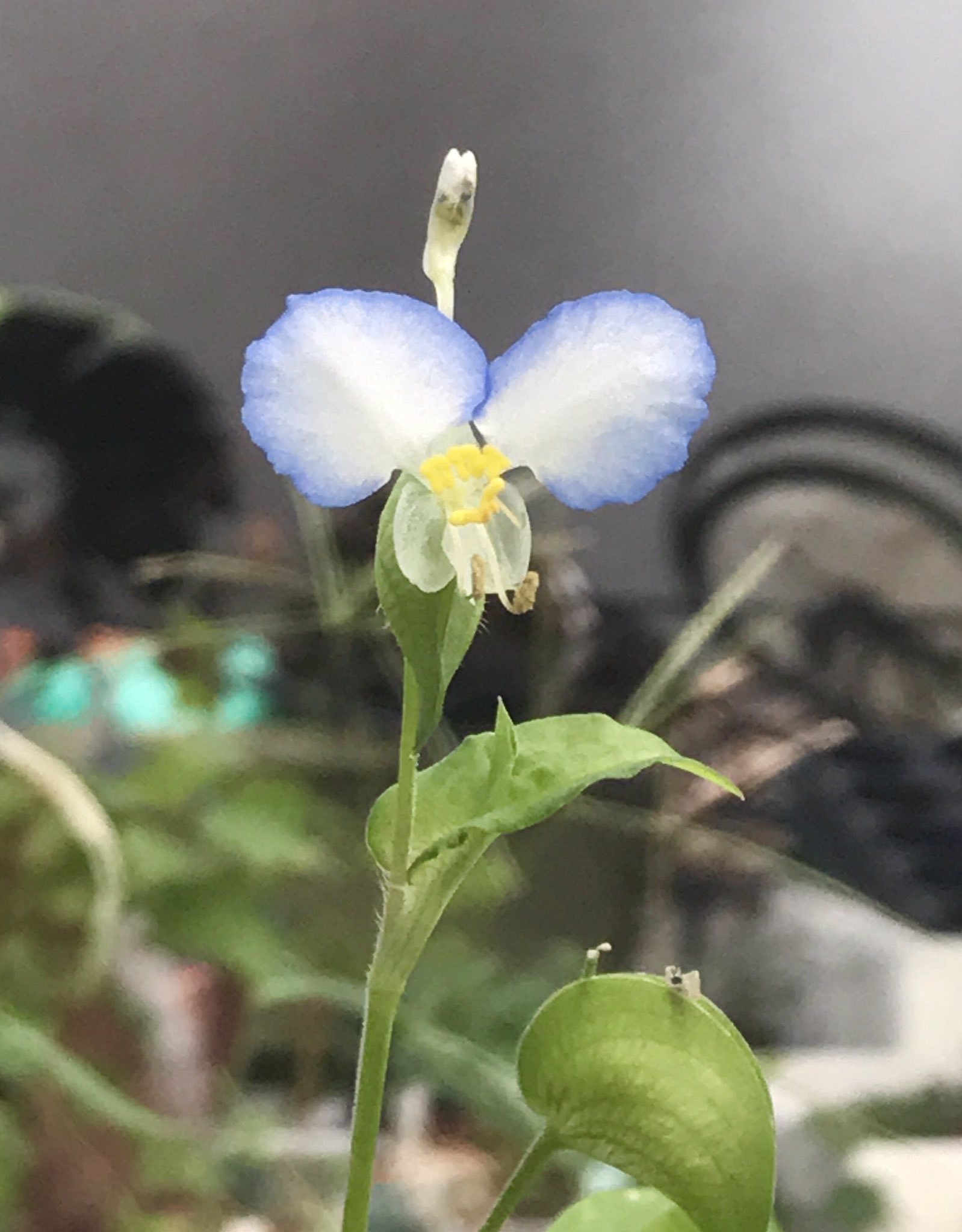 ট ইট র うりっちょ 8 Pichiko914 タンポポ生きてたね W よかった 駄鉢 素焼きの安い植木鉢 の方が水はけいいかな 根腐れしないように乾いたらお水あげてねー W ツユクサは根がついた枝をお外に植えてみては その際 葉っぱは小さく切り詰め