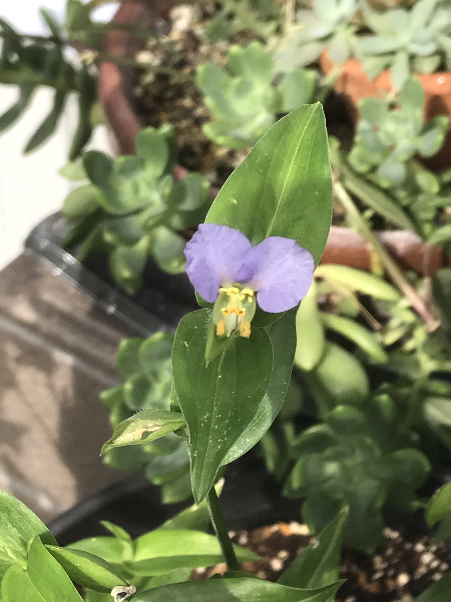 ট ইট র うりっちょ 8 Pichiko914 タンポポ生きてたね W よかった 駄鉢 素焼きの安い植木鉢 の方が水はけいいかな 根腐れしないように乾いたらお水あげてねー W ツユクサは根がついた枝をお外に植えてみては その際 葉っぱは小さく切り詰め