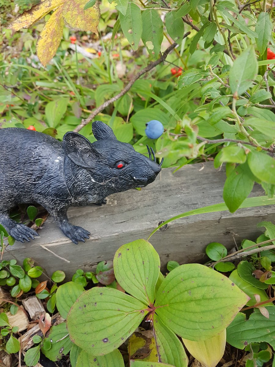 cacheflokeepers's tweet photo. Who knew rats liked blueberries? #Geocaching #Keepersofthecacheflo #CouplesThatCache #CouplesThatCacheTogetherStayTogether https://t.co/wWYeaPXakD