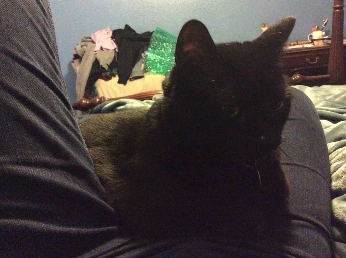 msmuire's tweet photo. When #HurricaneHarvey is making the tv make scary noises and #OtherMom isn't home I guess I'm an ok substitute to the other #cat in my life. https://t.co/7eCrUEFH1F