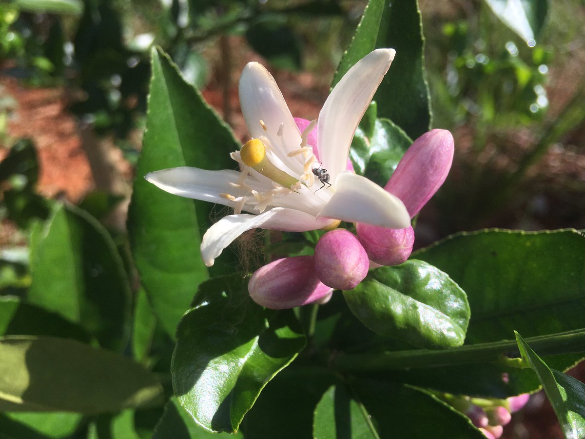YantzaFarm's tweet photo. The #lemonmeyer flowering at finca #permatree #tropicalpermaculture #foodforest #ecuador๐ช๐จ #southamerica https://t.co/aqU7GMLpCt