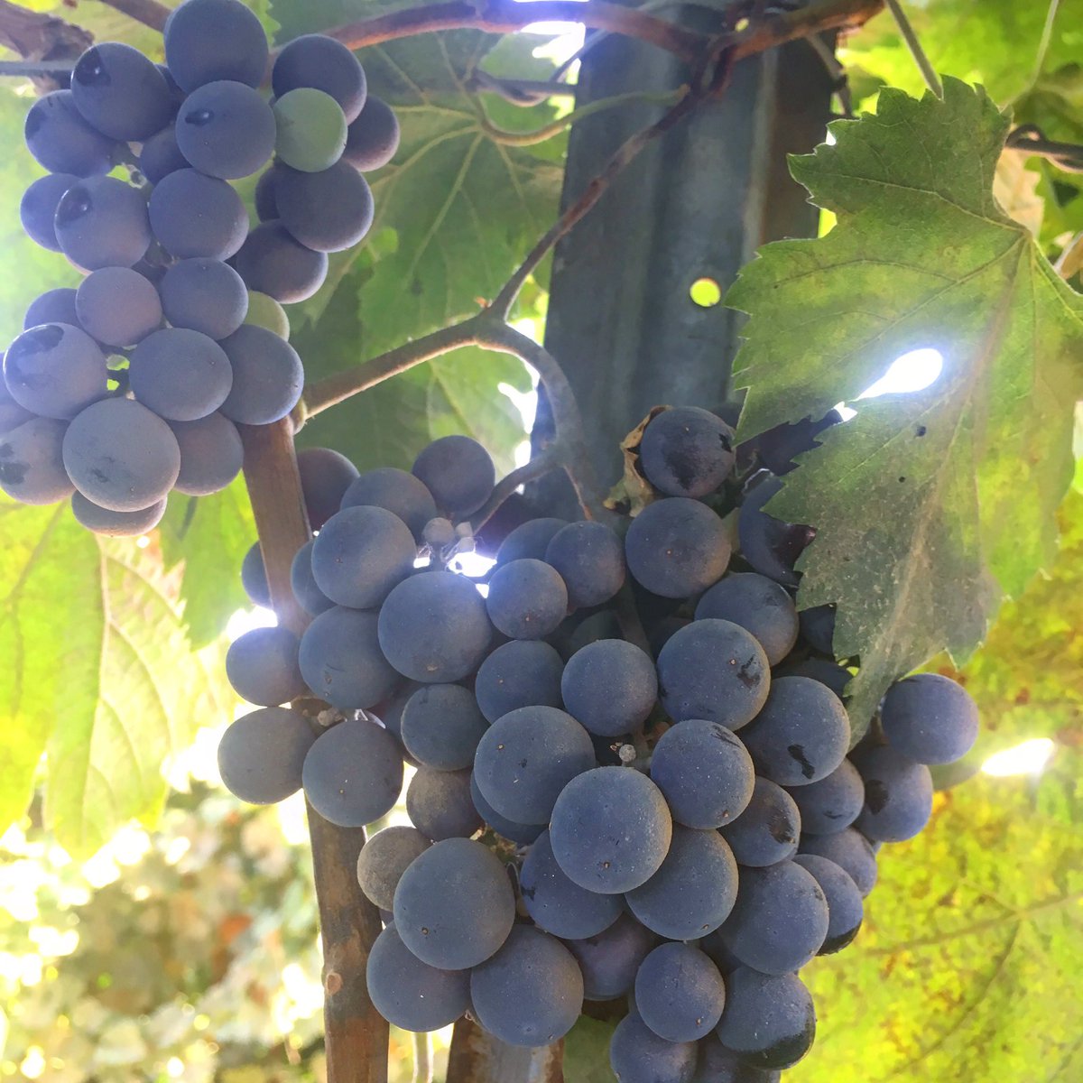 Wandering <a href="/ZiveliWinery/">Ziveli Winery</a> vineyards, dreaming of #marsanne. Best time of year is anticipating harvest. #ZiveliWinery… bit.ly/2xAxIkU