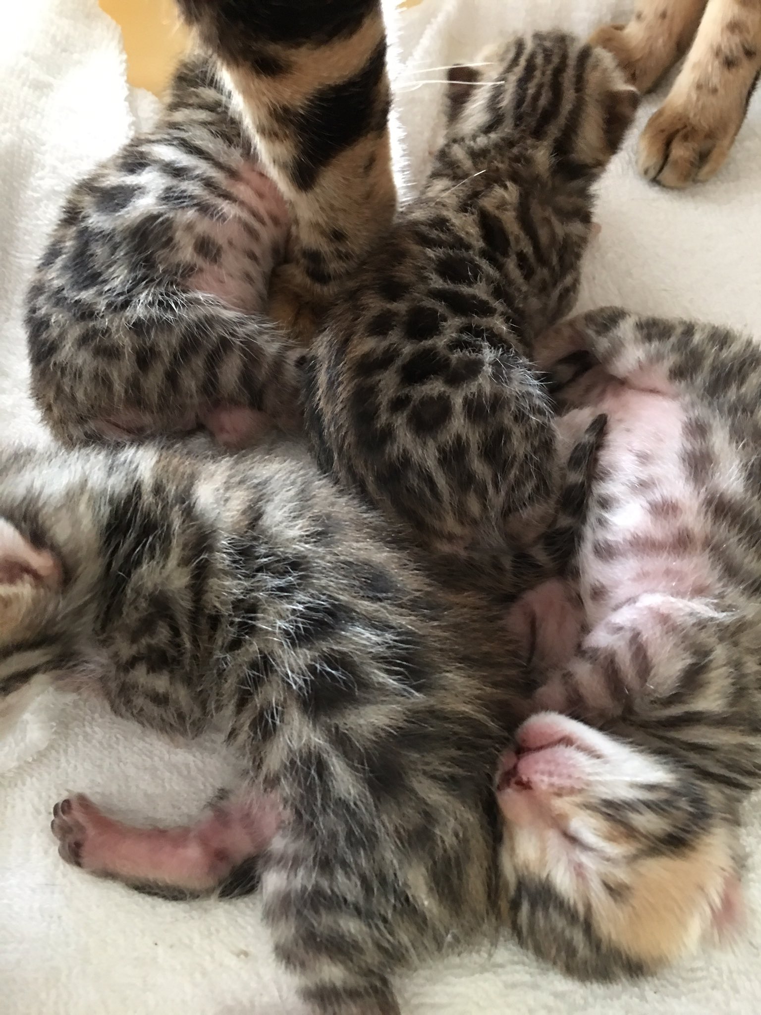 山田会長 久々の全部メス メッチャ可愛い ベンガル ベンガル猫 キャットパルド ヒョウ柄 ヒョウ柄猫 豹柄 豹柄猫 Catpardo T Co 5fwubtgfnp Twitter 山田会長 久々の全部メス メッチャ可愛い ベンガル ベンガル猫 キャットパルド ヒョウ柄 ヒョウ柄猫 豹柄 豹柄猫 Catpardo T Co 5fwubtgfnp Twitter