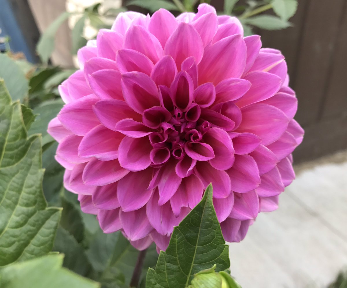 Alt_Farms's tweet image. Pretty flowers around the yard

#justbecause 
#nopoint 
#flowers