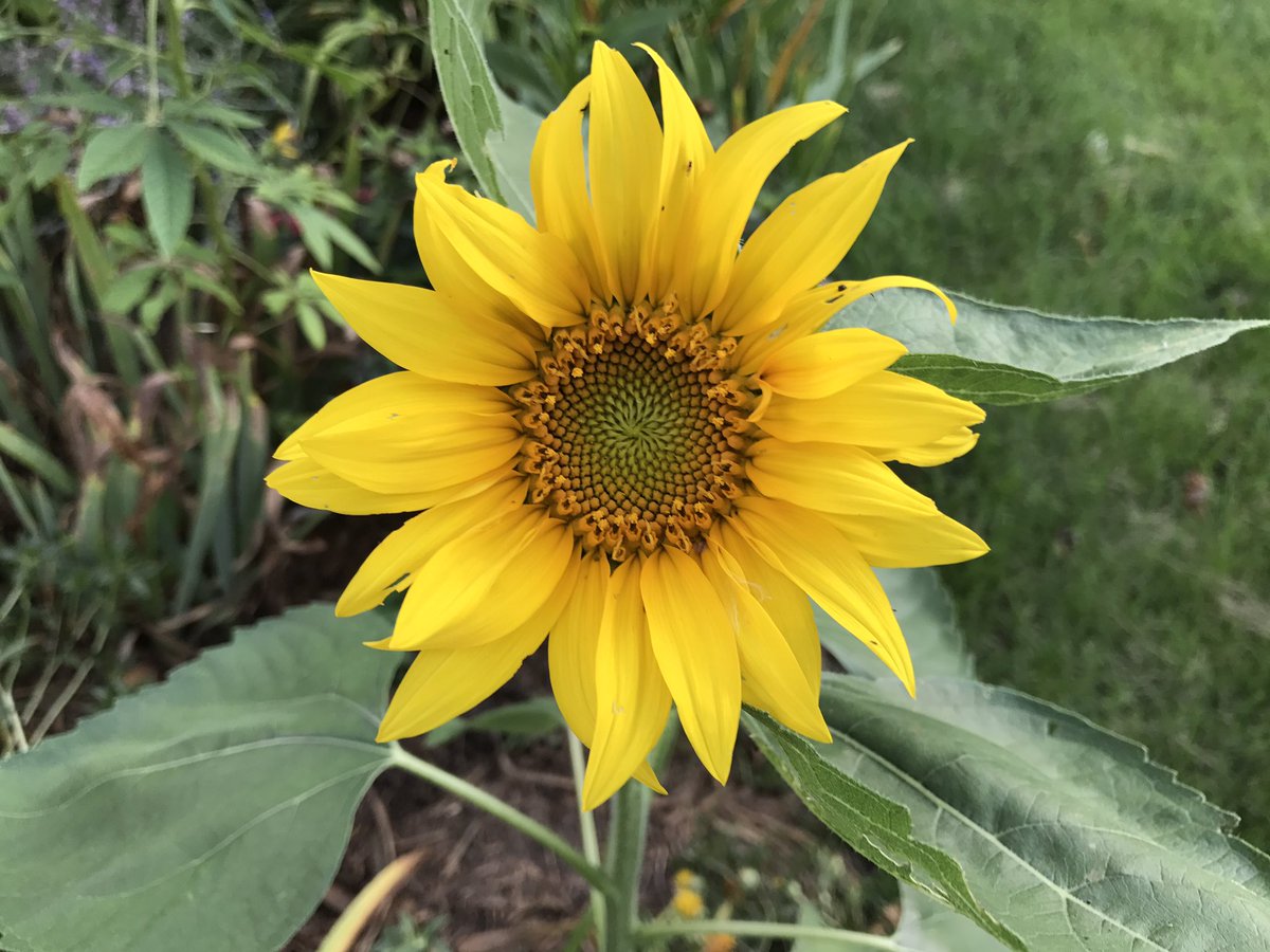 Alt_Farms's tweet image. Pretty flowers around the yard

#justbecause 
#nopoint 
#flowers