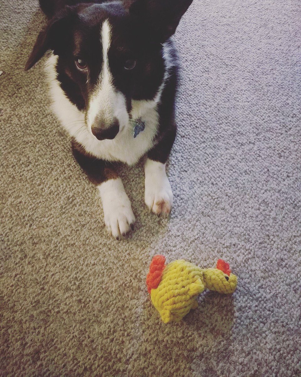 MyPetential's tweet photo. National Dog Day is tomorrow. Grab some new toys and celebrate with your best friend 🐶https://t.co/teDgKzeiSx https://t.co/aTvH2gVXYl