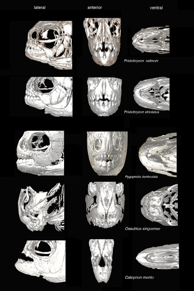 Fishguy_FHL's tweet photo. Another 5 piranha heads. The two oddest of oddballs here. Subterminal mouth. And a scale eater.
#scanAllFishes as long as they are piranhas. https://t.co/5aLgRECT2Z