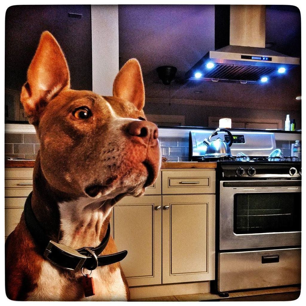 RA_IMAGES's tweet photo. He's coming!
#hurricaneharvey #houston #texas #silencebeforethestorm #badweather #pittiesofig #pittiesrule #mansbe… https://t.co/uv4BfriPli https://t.co/90MgRLyDnY