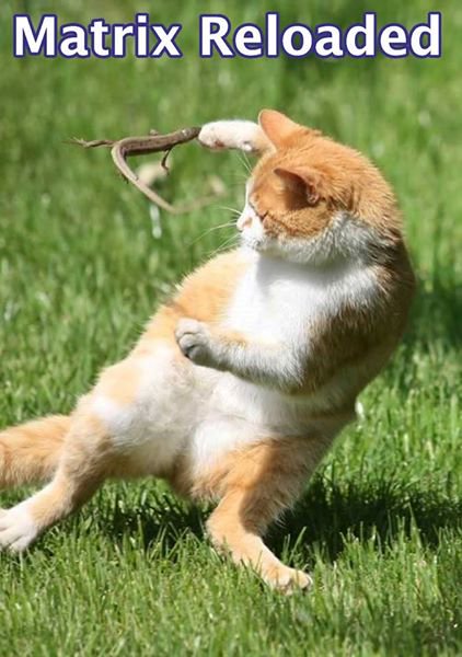 MyTeSmile's tweet photo. π±π±
For More Visit Page : @BoxMyte
#oops #Cute #Kitty #CuteKitty #MyTeBox #catlover #catlovers #Matrix #MatrixReloaded #Matrix #Reloaded https://t.co/UbSzfhCCa8