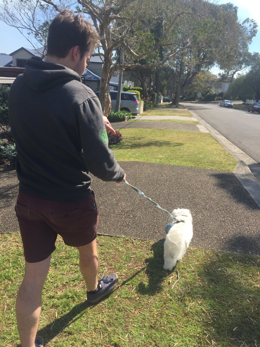 CarlyUOW1's tweet photo. Giving max his daily walkies means more steps for me!! #onthewaytotenthousand #mark320 https://t.co/y1MY5zl0g3