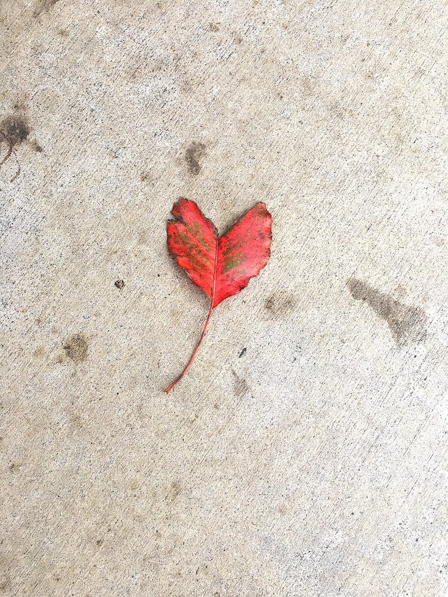 mickeys_pen's tweet photo. I love finding random things on my walk ❤️#nature #leaves #hearts #ilovetowalk #losangeles https://t.co/KB5twFNWQy