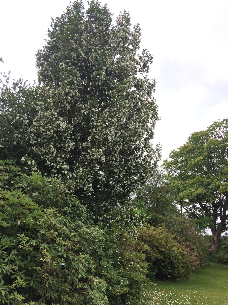 marymaryslack's tweet photo. @TexanInOz @davidbarbican Huge eucryphia in our garden is at it's best right now. Full of bees and butterflies and beautiful simple blooms. https://t.co/JHKHJn3AR3