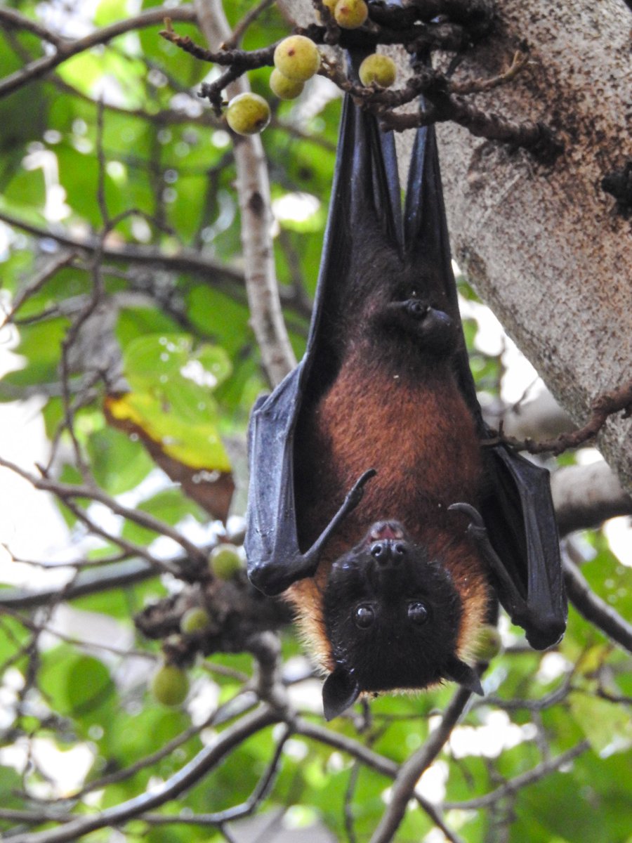 vhphotoart's tweet photo. Say #cheers #headoverheels #bats #batweekend the indian flying fox @Avibase @orientbirdclub https://t.co/4IxJdMZYgW