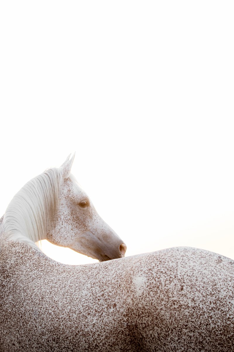 THE LOOK #almaharesort #arabian #horses #mydubai #IMAGEBYOVERY