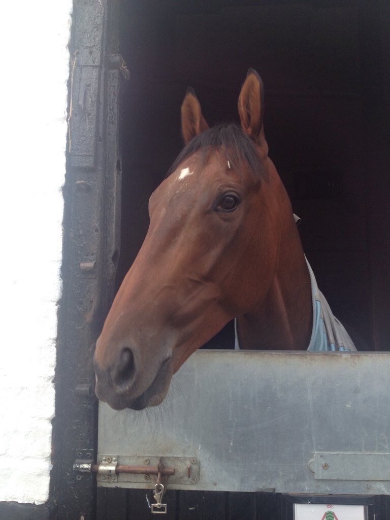 FluffyPickle's tweet photo. Next time came pretty soon @BeN_RobinsoN18, good luck in the Ebor, he is tougher than the draw, stay safe #Seamour https://t.co/sNZ7aXhSNn
