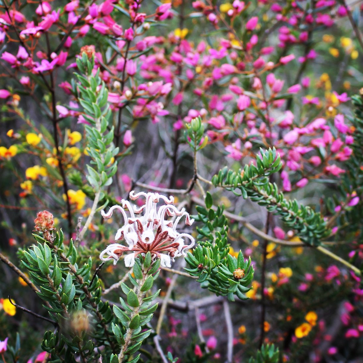 CharlotteSimyo's tweet photo. All the colours!! Centre Trail Ku-ring-gai National Park @kuring #spring #KuringaiNP #nativeplants #botany #bushwalk #ozplants #ozflora https://t.co/Dt0DuEhZbI