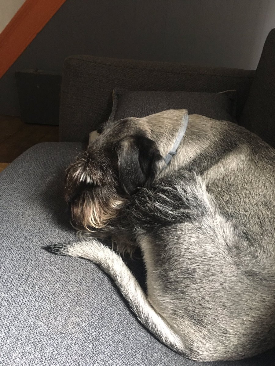 burrows_mcgill's tweet photo. The first time he has slept in ... hmmm 13 hours. https://t.co/25kAnnbJYz