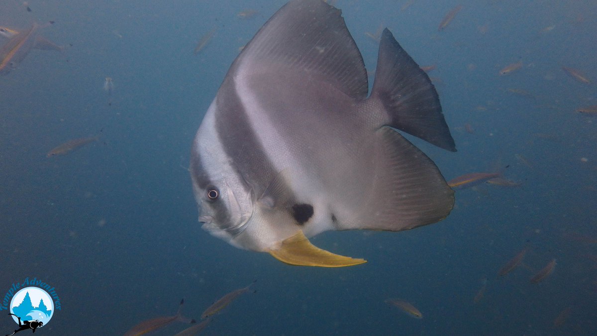 TempleDivers's tweet photo. Bat Fish seeking some attention #scuba #diving #Ocean #India #uwphotography #OceanBed #BatFish #templeadventures #oceanbed #templeReef https://t.co/q7VsezIktP