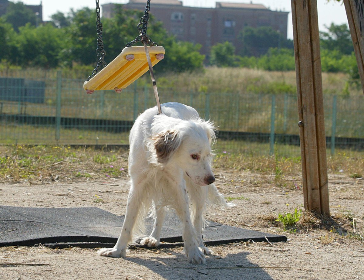 PM_Parma's tweet photo. Oggi 26 agosto e' la giornata mondiale del cane #worldogday: rispetta i nostri #amici4zampe:  #nonabbandonarli mai. Adottane uno! https://t.co/TwJ6M2mY9i
