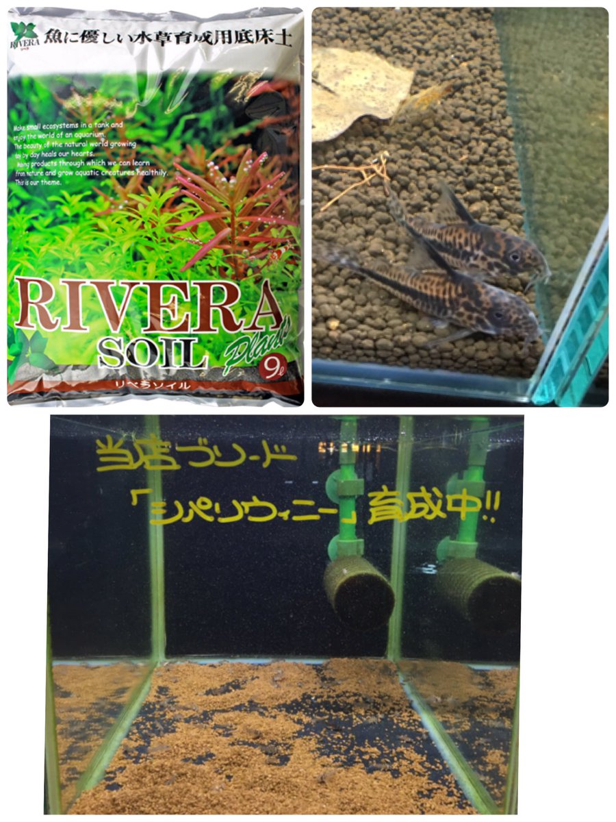 Delphis 営業部 コリドラス シパリウィニー の 赤ちゃんが沢山 ブリーディング水槽でリベラソイルが成果を出していました T Co Mlylhrc1eh