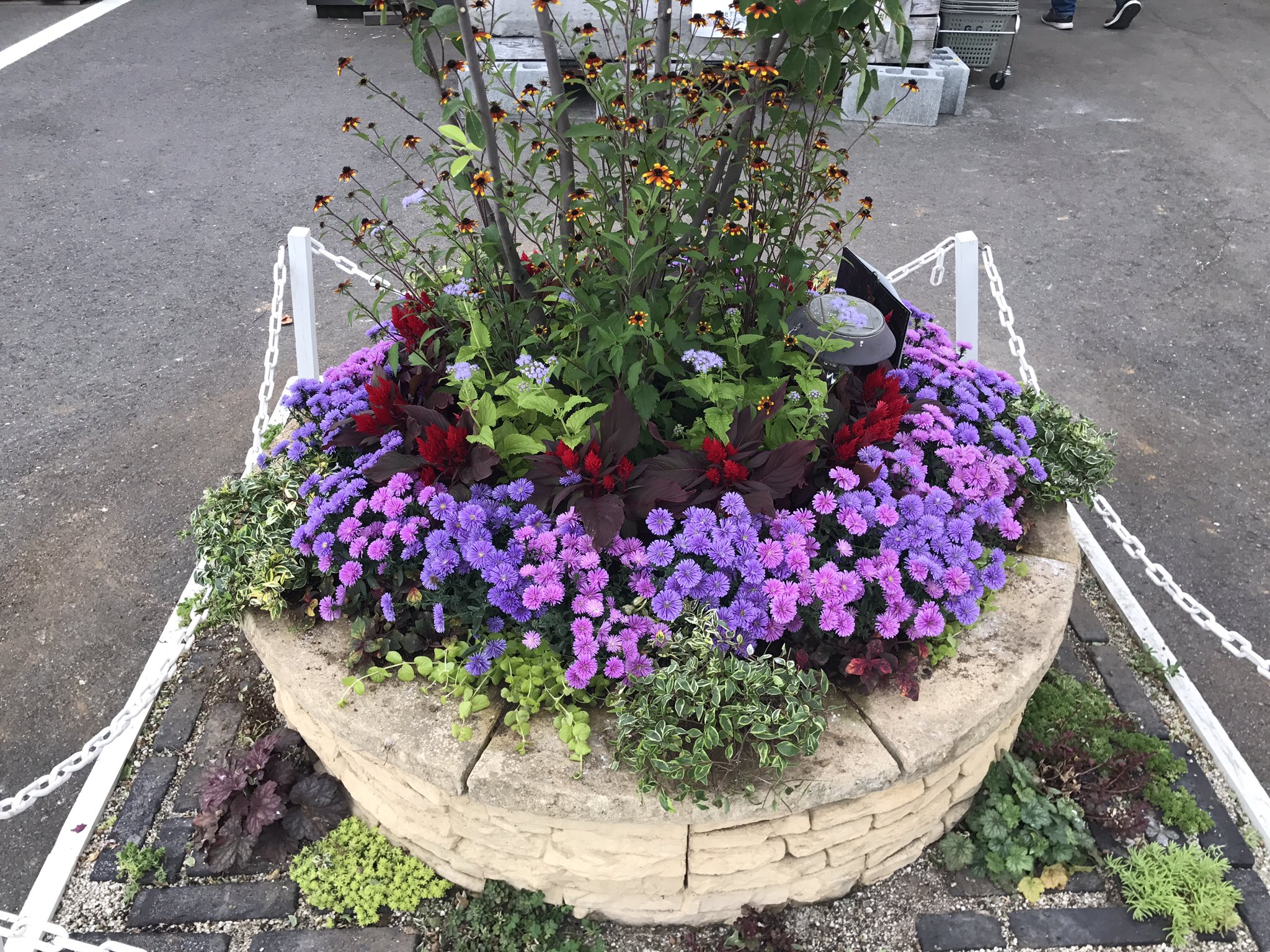 ジョイフル本田 ガーデンセンター En Twitter ガーデンセンター守谷店 秋を感じる花壇を作ろう おすすめポイント 八重咲きアスター 毎年開花で花持ち抜群 セロシア火祭り 花色 葉色が凄く鮮やか 花壇の枠材料は 石材売場にて色々な種類を