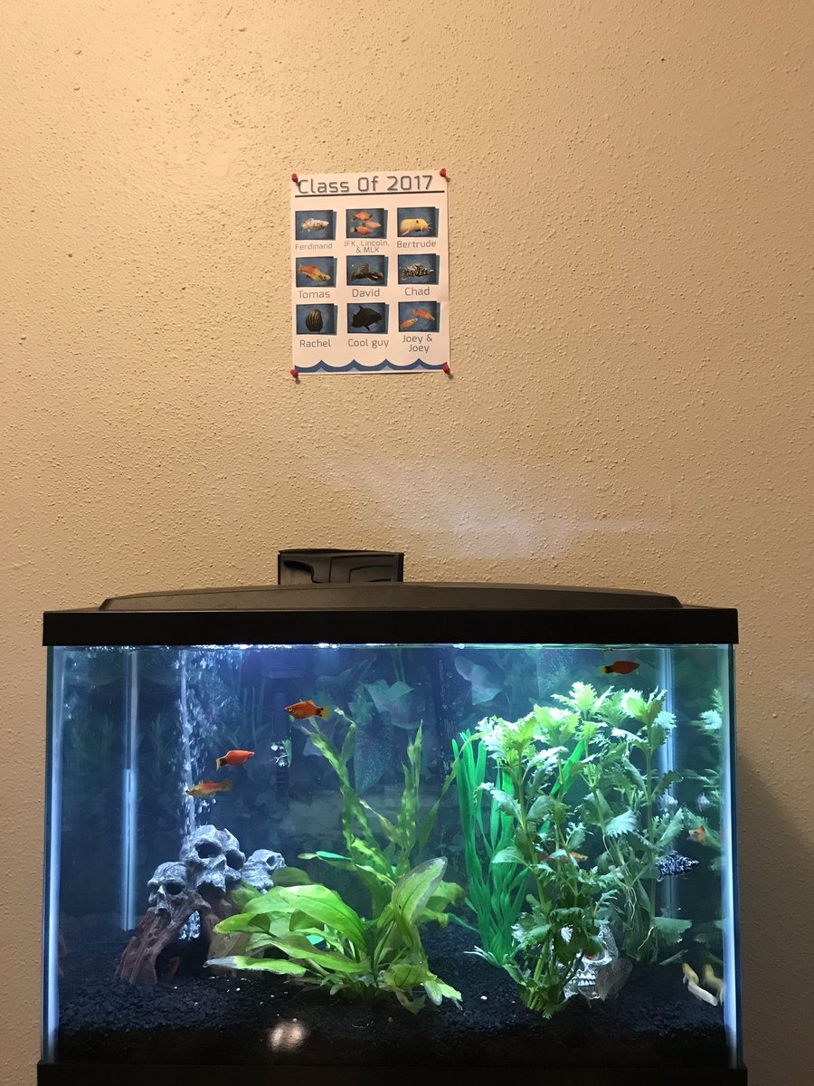 AlecPloof's tweet photo. Today I took yearbook photos of my fish https://t.co/KkNz9jqqq9