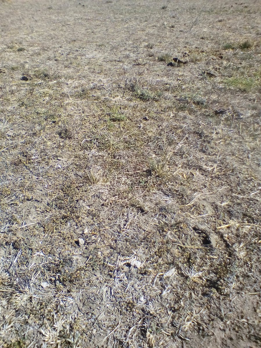 Oscarthefarmer's tweet photo. Hungry girls. Hay reserves: 185 bales left @ 3-4 per day = 5-8 weeks. Pastures? Nada.
#justrainplease https://t.co/C9rTlKUXhZ